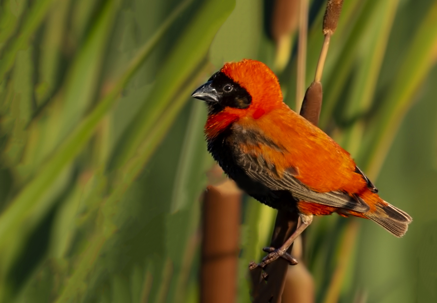 Southern Red Bishop